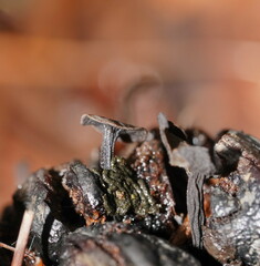 Banksiamyces macrocarpus
