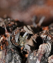 Banksiamyces macrocarpus