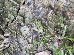 Callitriche terrestris