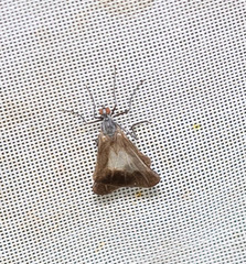 Rhamphomyia marginata