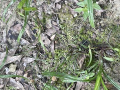 Callitriche terrestris