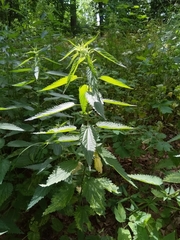Urtica galeopsifolia