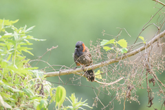 Pterorhinus ruficollis