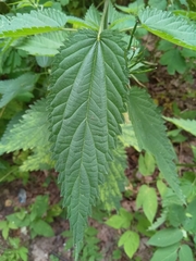 Urtica galeopsifolia