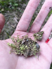 Callitriche terrestris