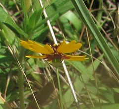Thelesperma filifolium