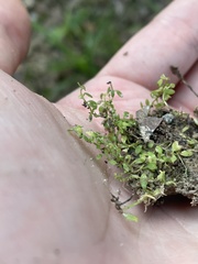 Callitriche terrestris