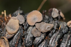 Banksiamyces macrocarpus