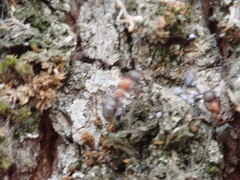Formica rufibarbis