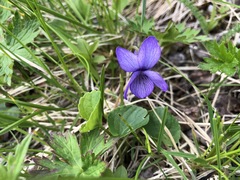Viola langsdorffii