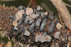 Banksiamyces macrocarpus