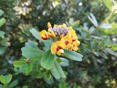 Gastrolobium bilobum