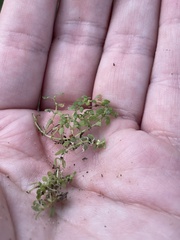 Callitriche terrestris