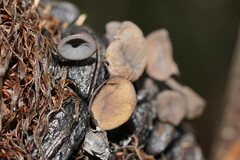 Banksiamyces macrocarpus