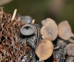 Banksiamyces macrocarpus