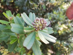 Gastrolobium bilobum