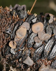 Banksiamyces macrocarpus