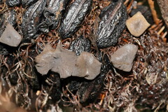 Banksiamyces macrocarpus