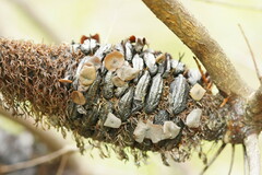 Banksiamyces macrocarpus