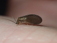 Sisyra nigra