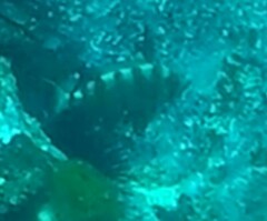 Priacanthidae