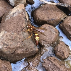 Sphecius
