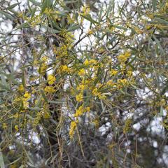 Acacia cambagei