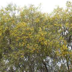 Acacia cambagei