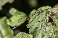 Africallagma pseudelongatum