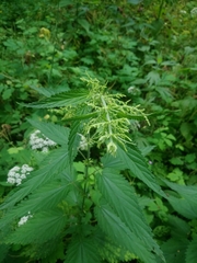 Urtica galeopsifolia