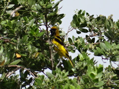 Icterus mesomelas