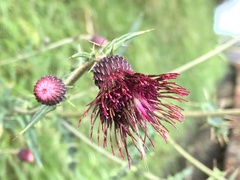 Cirsium suzukii