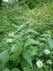 Urtica galeopsifolia