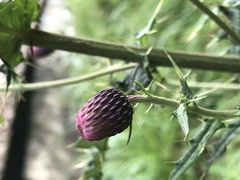 Cirsium suzukii