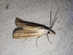 Metacrambus pallidellus