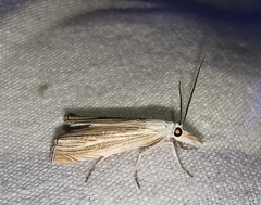 Metacrambus pallidellus