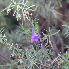 Eremophila gilesii