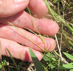 Thelesperma filifolium