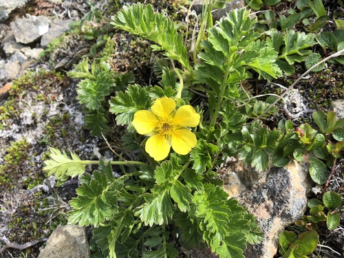 Geum X macranthum