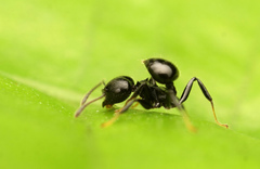 Crematogaster flavitarsis