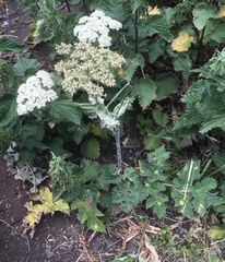 Heracleum sphondylium