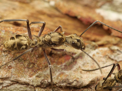 Polyrhachis sexspinosa
