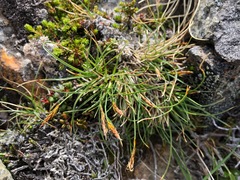 Carex anthoxanthea