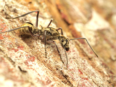Polyrhachis sexspinosa