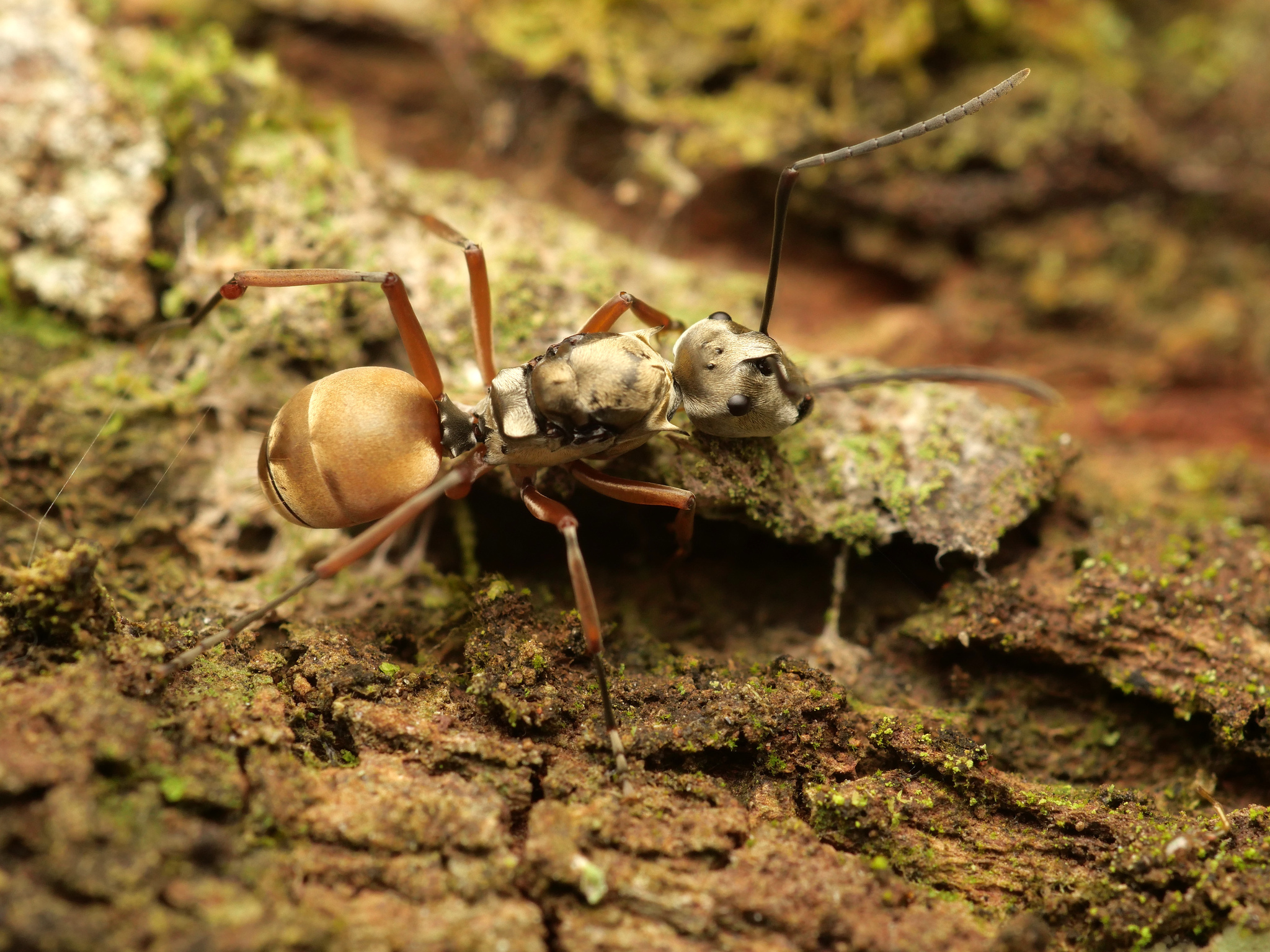 Polyrhachis semitestacea