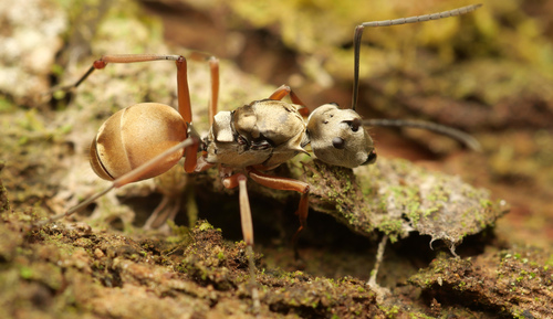 Polyrhachis semitestaceaPolyrhachis semitestacea