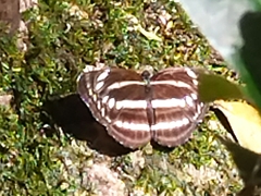 Neptis cartica