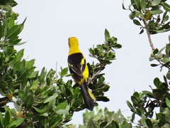 Icterus mesomelas