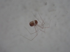 Pholcidae