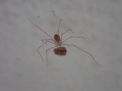 Pholcidae